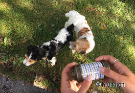 MountainGames in Davos.