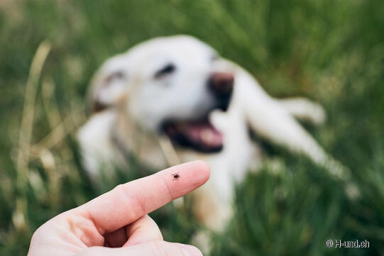 H-und.ch: Zecche cane