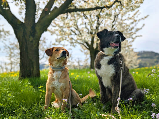 01. Kito & Dima, Fricktaler Chriesiweg (AG)