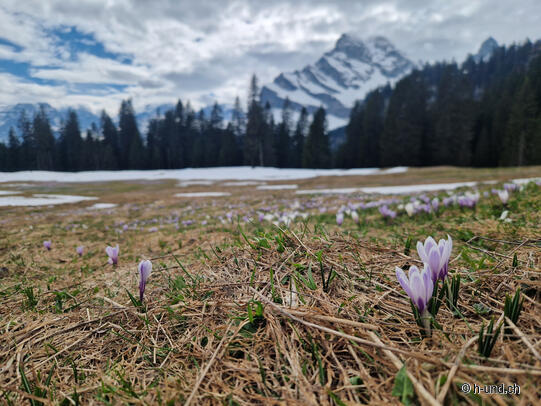 Tour del croco di Braunwald