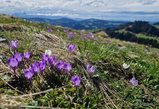Krokus-Teppich auf Rämisgummen